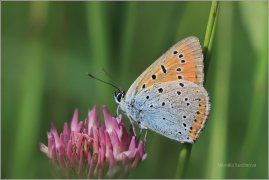 <p>OHNIVÁČEK MODROLEMÝ (Lycaena hippothoe) ---- /Purple-edged copper - Lilagold-Feuerfalter/</p>